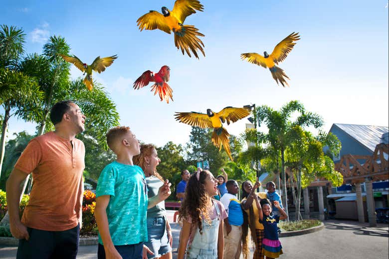 Contemplando a las aves del zoológico de Tampa