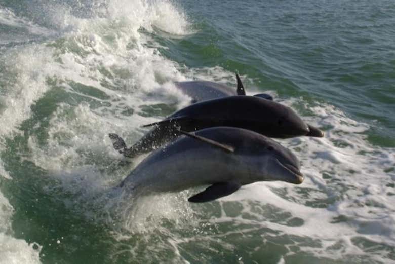 Una pareja de delfines