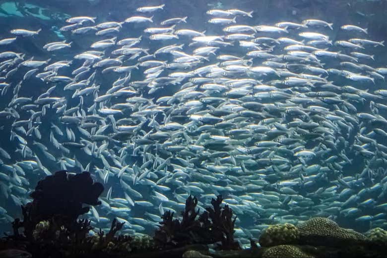 Enormes bancos de peces
