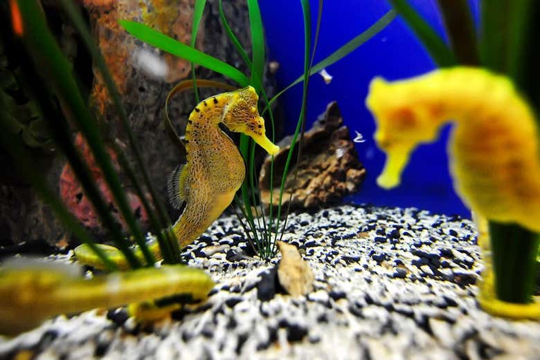 Caballitos de mar en el acuario de Florida