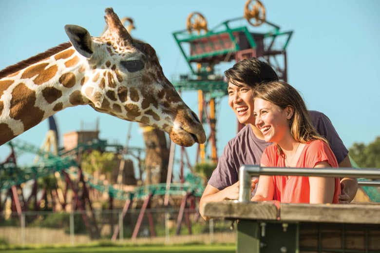 Interagindo com as girafas do Busch Gardens Tampa Bay