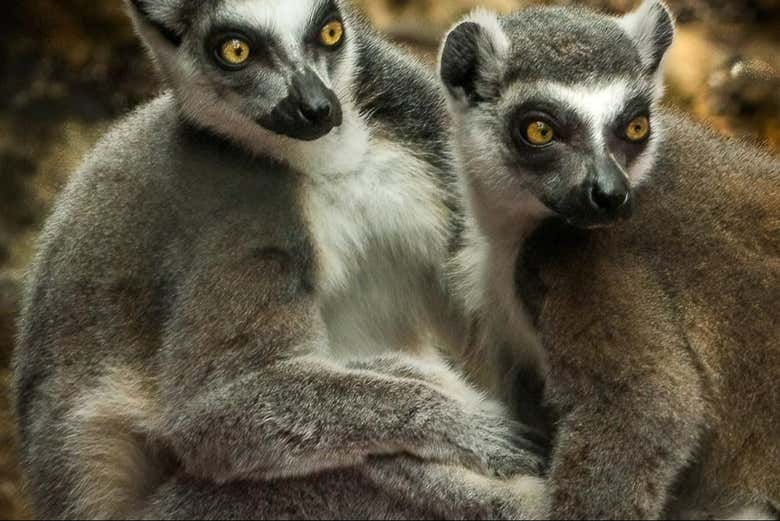 Podréis ver numeras especies animales