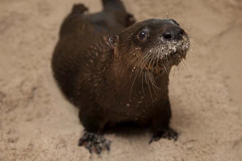 Otter