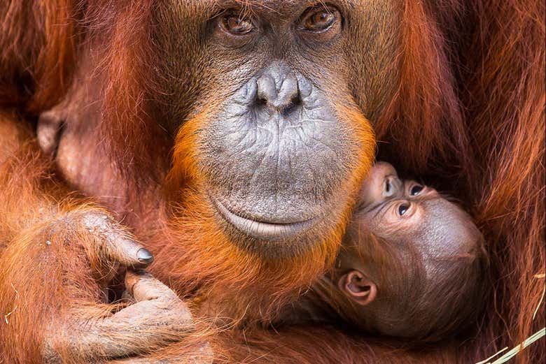 Orangután con su cría