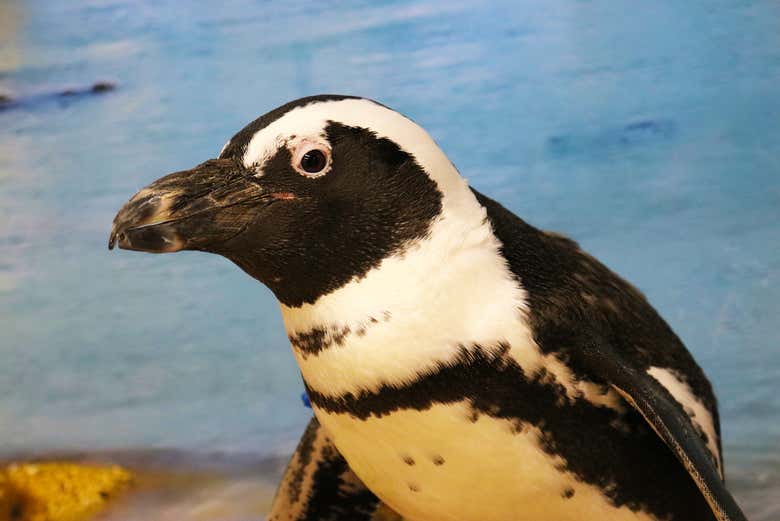 Pingüino africano