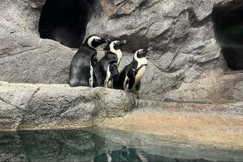 Pingüinos en The Florida Aquarium