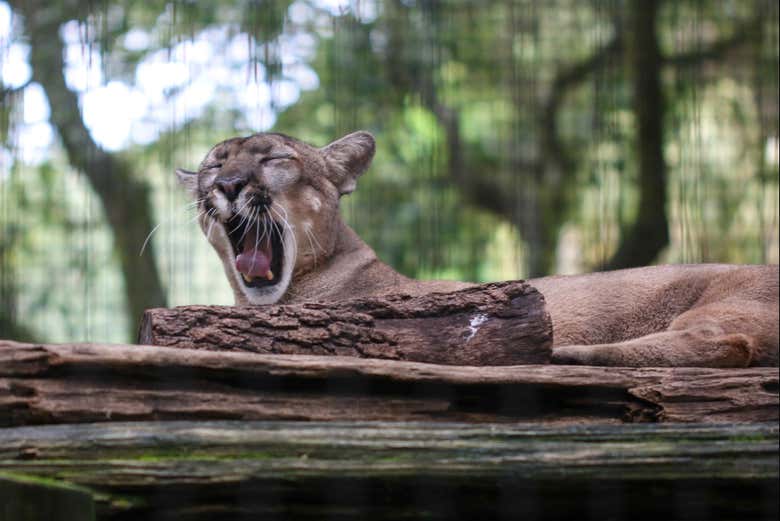 Puma en el Zoo de Tampa