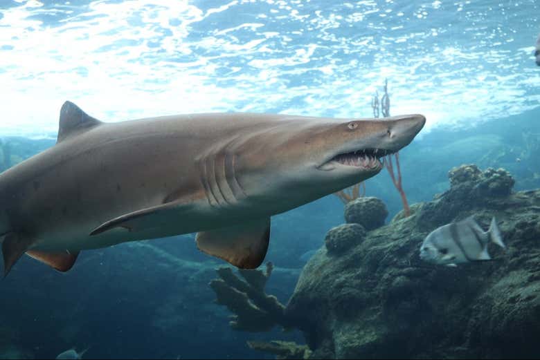 Tiburón en  The Florida Aquarium