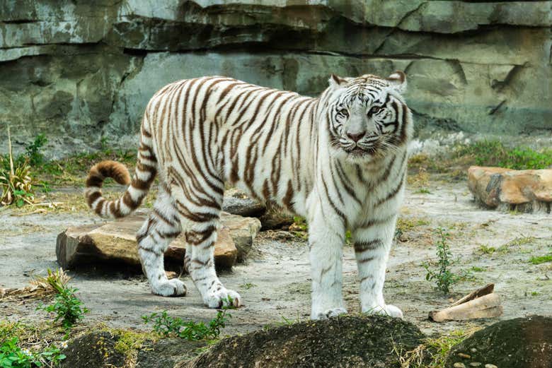 Tigre blanco en el zoo