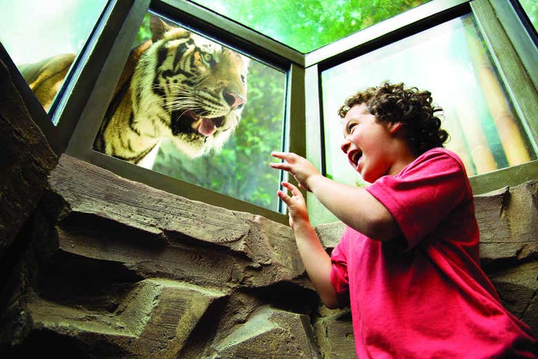 Tigre no Busch Gardens Tampa Bay