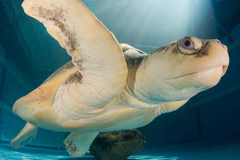 Sea turtle