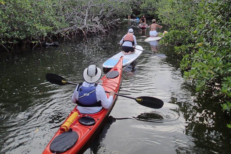 In mezzo alle mangrovie in kayak