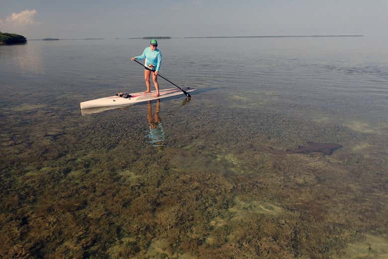 Attività di paddle surf a Tavernier