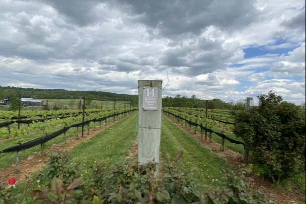Vignobles de Virginie