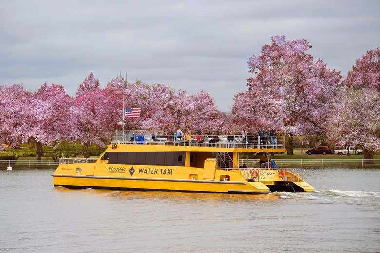 Cruise past the cherry blossoms on the watertaxi