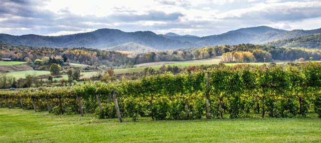 Tour de viñedos y bodegas por Virginia