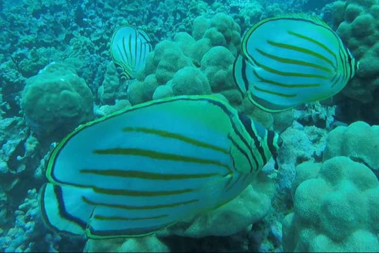 Uncover all the underwater hidden treasures