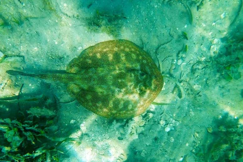Snorkel in the waters of Florida