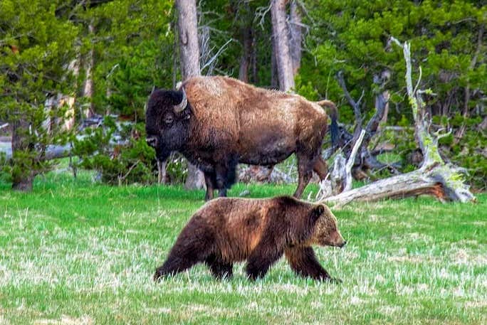 Un bisonte y un oso negro en Yellowstone