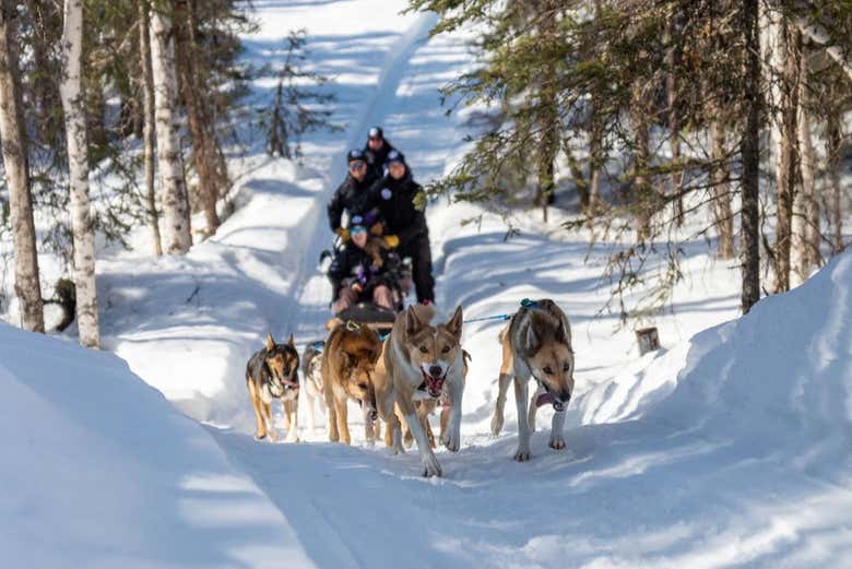 Explore Willow's snowy landscapes by sled