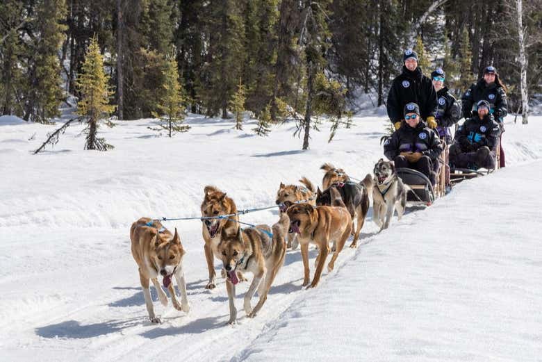 Huskies pulling the sled