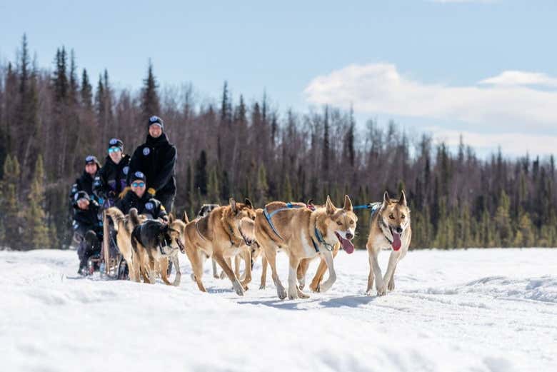 Enjoy a day with the friendly dogs