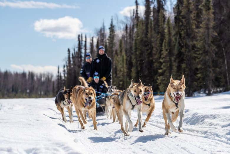Travel through Willow's snowy forests on a husky sled