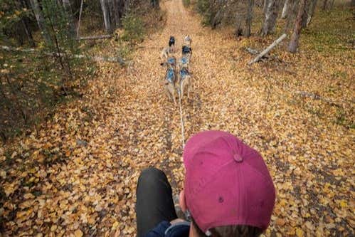Views of the dogs from the sled