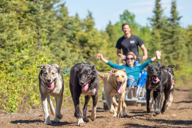 Experience dog sledding in Alaska
