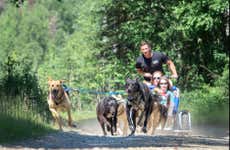 Mushing en Willow, paseo en trineo de perros en verano