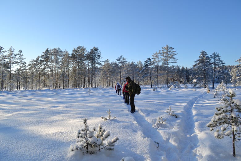 Disfrutando de los paisajes nevados de Tallin