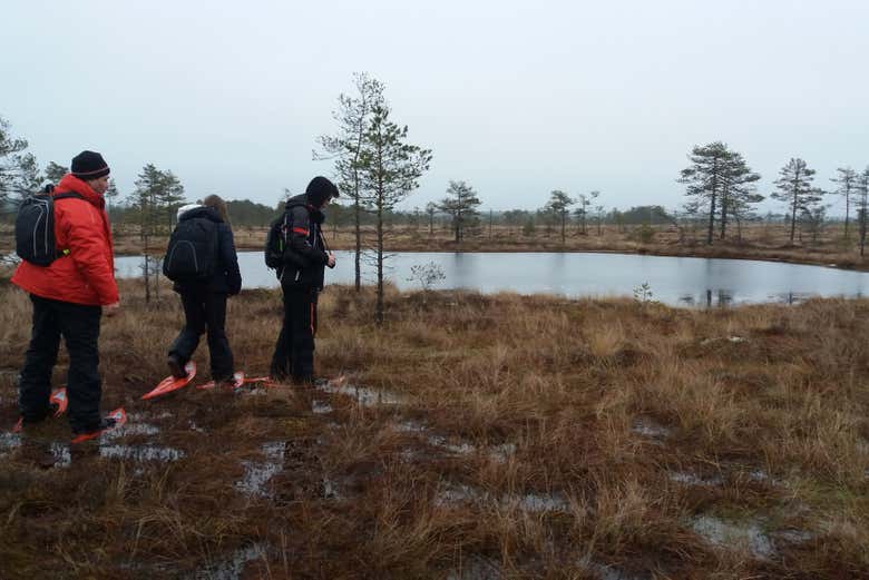 Tour pelos bosques de Tallinn