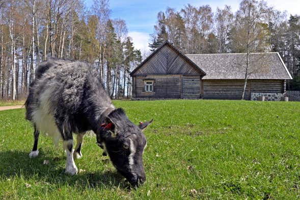 Tour por el Museo al Aire Libre de Estonia