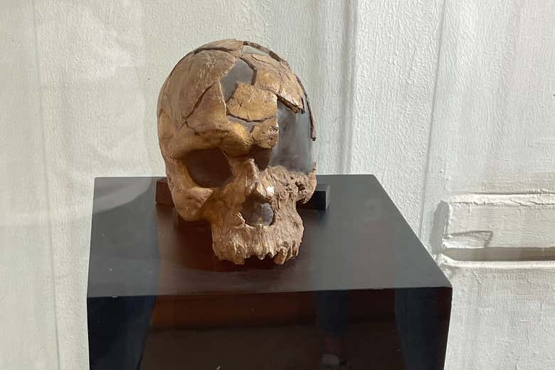 Restos de fósseis no Museu Nacional da Etiópia