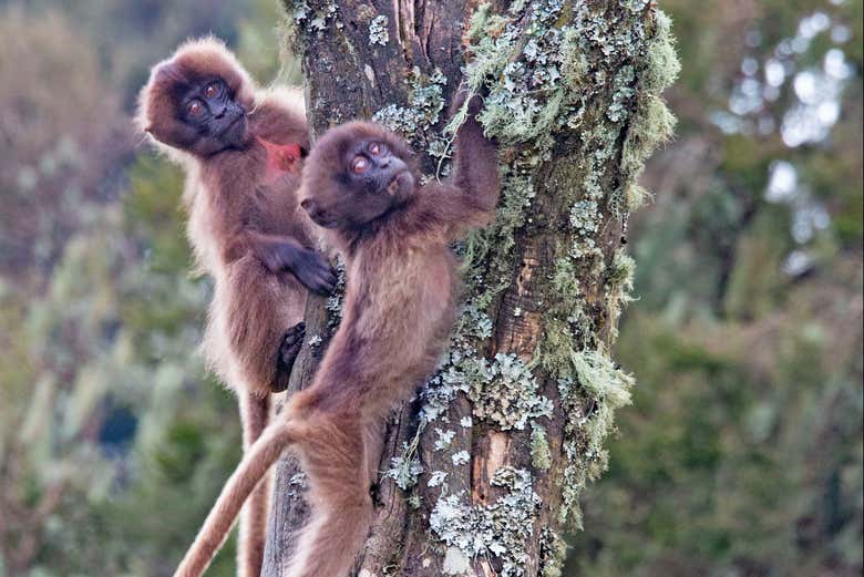 Un par de simpáticos monos 