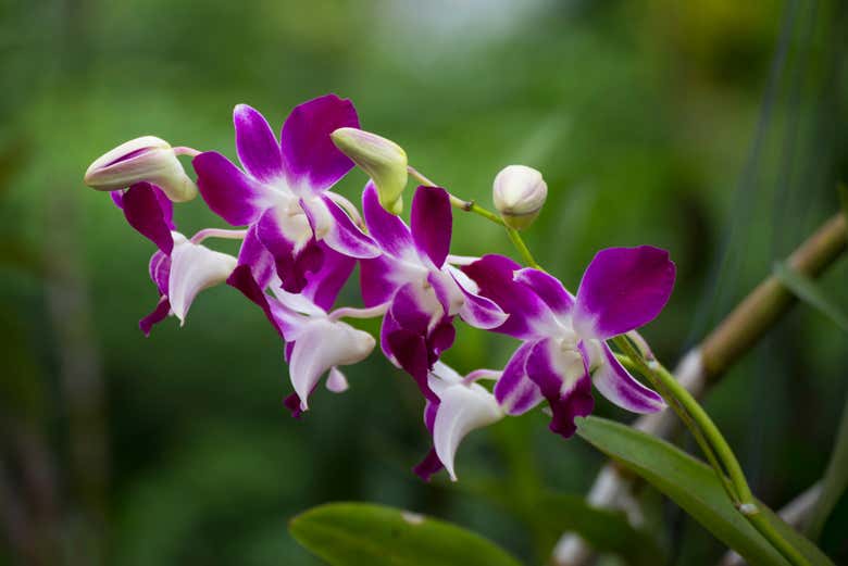 Orquídea no Jardim do Gigante Adormecido