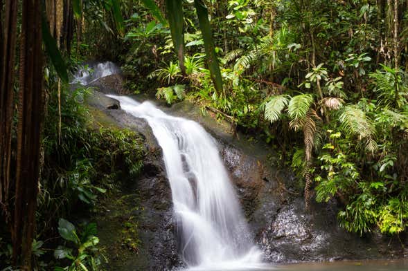 Tour por el Parque Forestal Colo-i-Suva