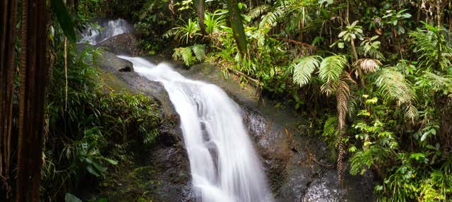 Tour por el Parque Forestal Colo-i-Suva