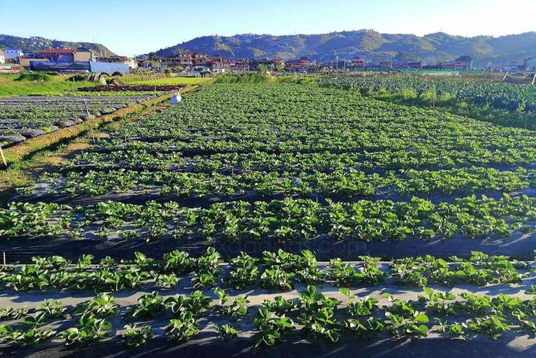 Plantación de fresas en Baguio