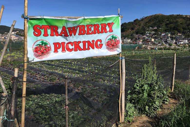 Granja de fresas la Trinidad