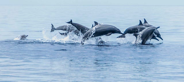 Avistamiento de cetáceos en Bohol