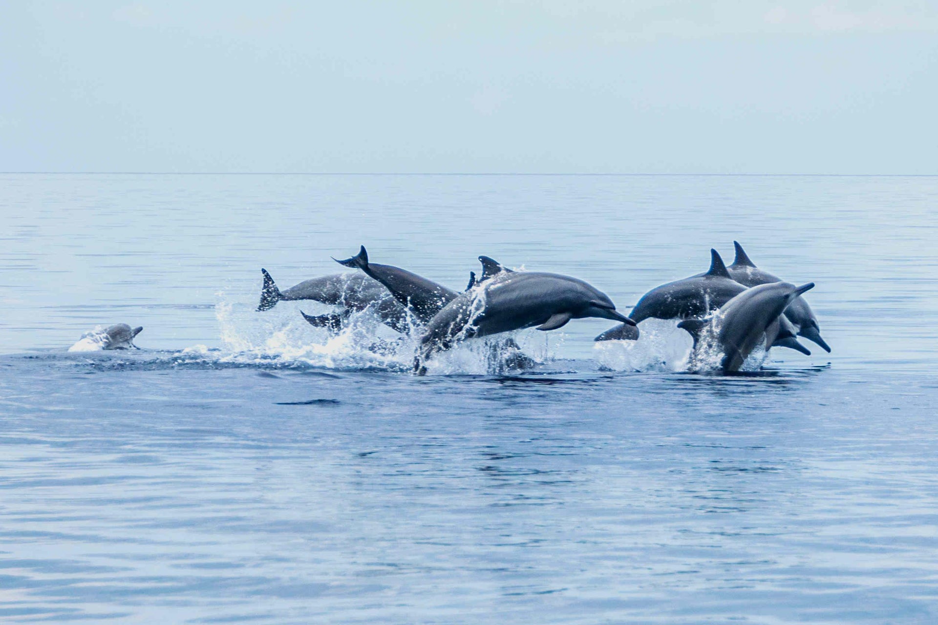 Avvistamento di cetacei a Bohol