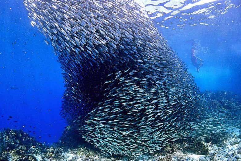 Banco de peces