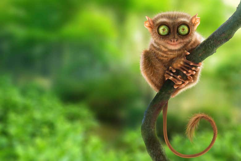 El primate más pequeño del mundo