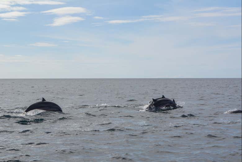 Dauphins de Bohol