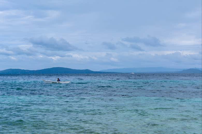 Observation de baleines à Bohol