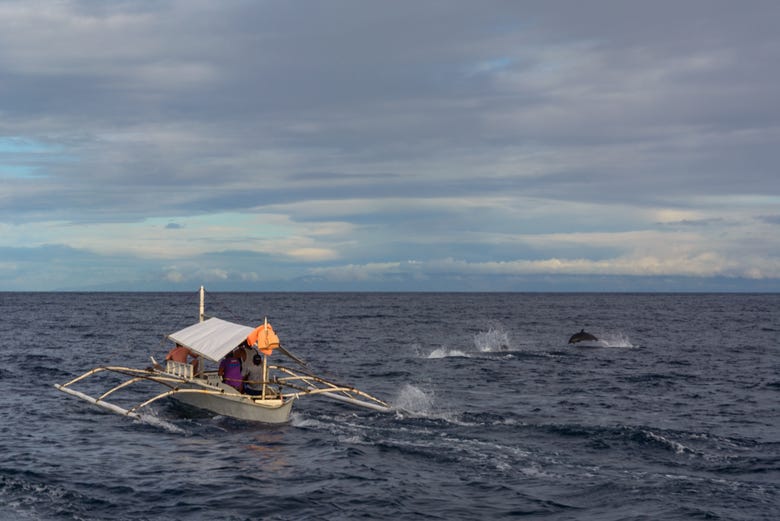 Avvistamento di cetacei a Bohol