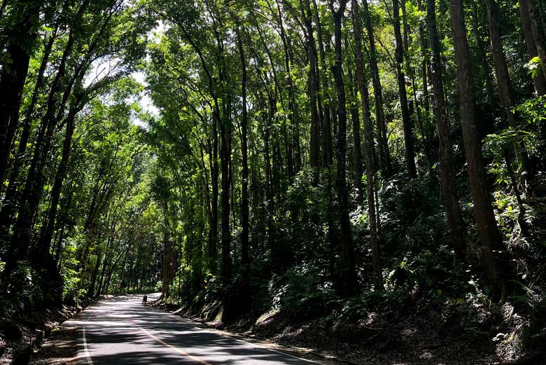 Man-Made Forest