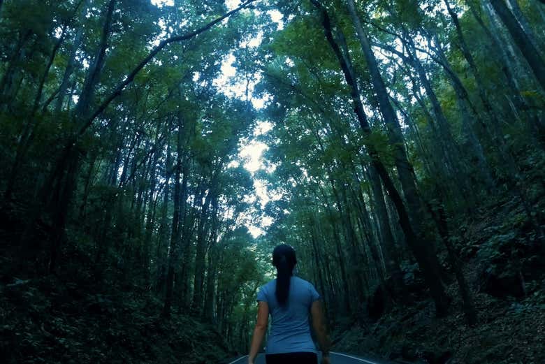 Man-Made Forest