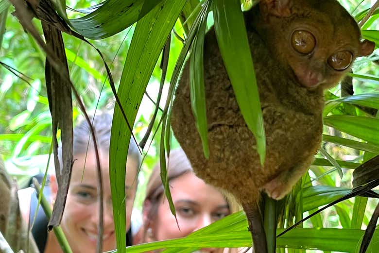 Santuario de tarsiers